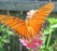 schmetterling_sxc300