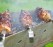 bbq_sxc