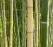 Bamboo 1 Bamboo