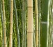 Bamboo 1 Bamboo