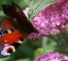 butterfly300sxc