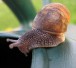 snail300sxc