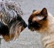 Unsere tierischen Freunde