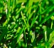 grass