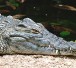 krokodil_300