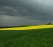 rapsfeld_sxc_300