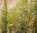 schimmel_g300_sxc