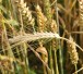 560124_web_R_B_by_Torsten Klemm_pixelio.de