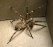 krauseljagdspinne_zoropsis_spinimana