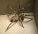 krauseljagdspinne_zoropsis_spinimana