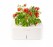 Click_and_Grow_electronic_flowerpot_with_mini_tomato