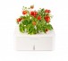 Click_and_Grow_electronic_flowerpot_with_mini_tomato