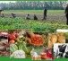 Solidarische_Landwirtschaft.jpg