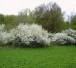 schlehdorn