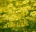 blumenwiese_300sxc