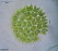 Pediastrum_duplex_wagner
