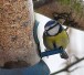 blaumeise300sxc