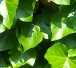 145562_7000_ivy300sxc 145562_7000_ivy300sxc
