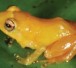 Frosch
