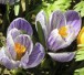 Pflanzen-im-Frühling-300x225