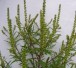 ambrosia_artemisiifolia