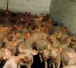 schweinemast.jpg schweinemast.jpg