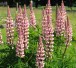 Lupinen
