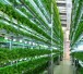 Aeroponic Farms (Image Courtesy www.worldwatch.org)