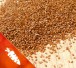 teff