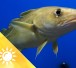 Arktis