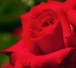 Rosenblätter