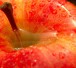 Obst
