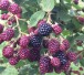 Beeren