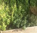 Kräuter im Garten