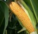 Monsanto Bayer Mais
