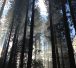 Wald