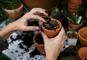 Indoor-Garten