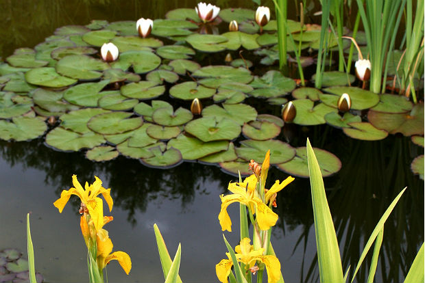 Maria Buchinger: Der Blick über den Gartenteich im Frühling