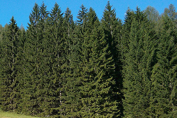 Der Stadtwanderweg 7 führt zu Laaer Berg, Laaer Wald und Böhmischem Prater.