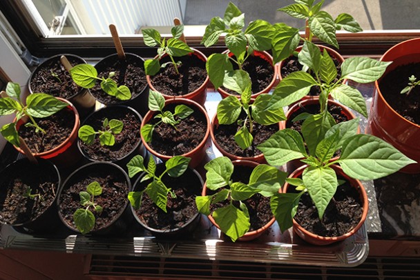 Urban Gardening-Spiel: 3x Beet-Box zu gewinnen! - Energieleben