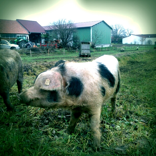 Turopolje Schwein