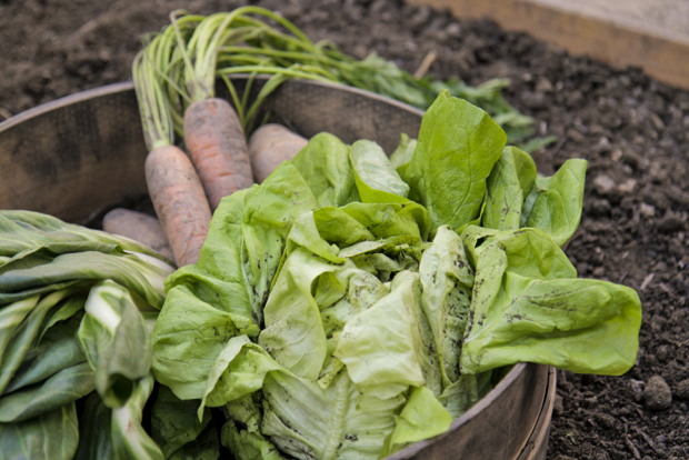 Energieleben Salatpiraten Urban Gardening