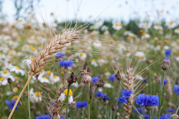 img_biologische-landwirtschaft_2_620x414