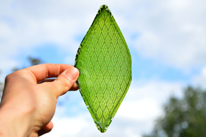 Silk Leaf