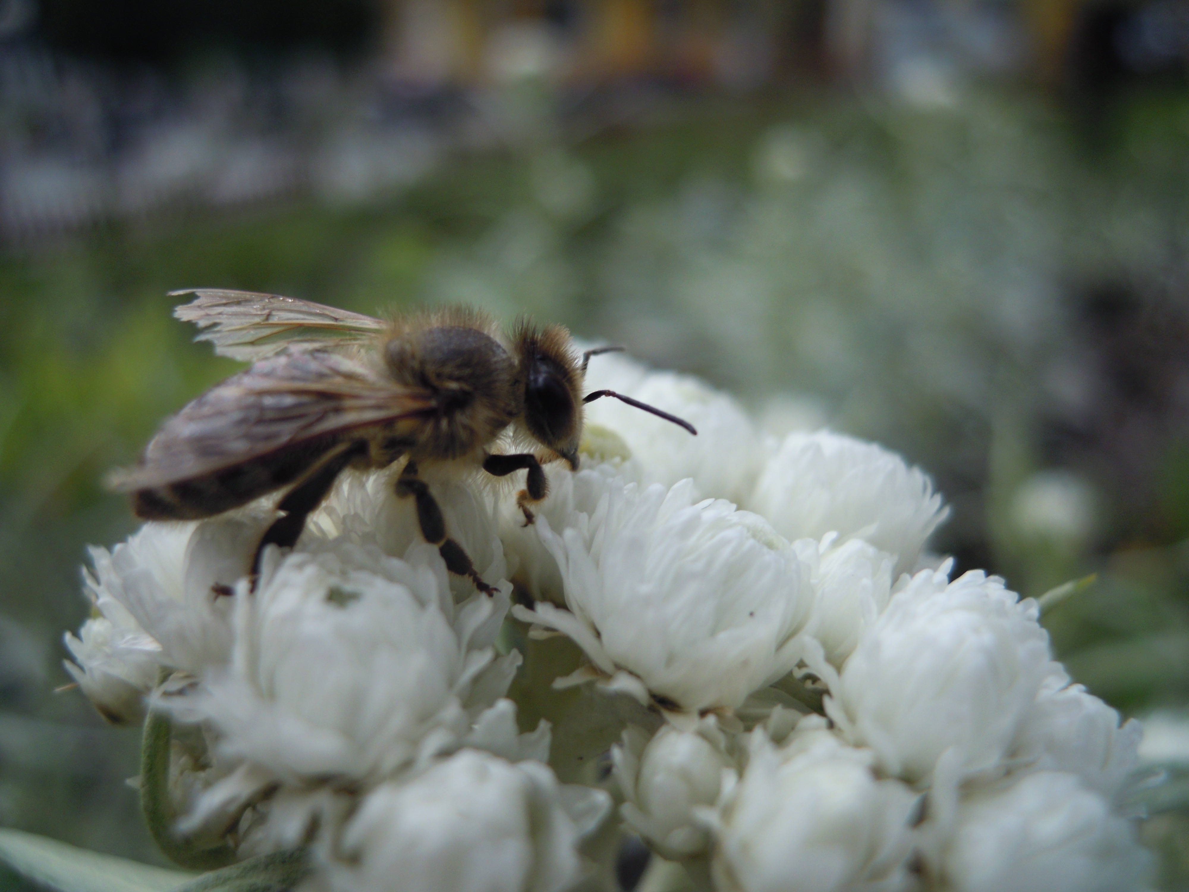 Bienen