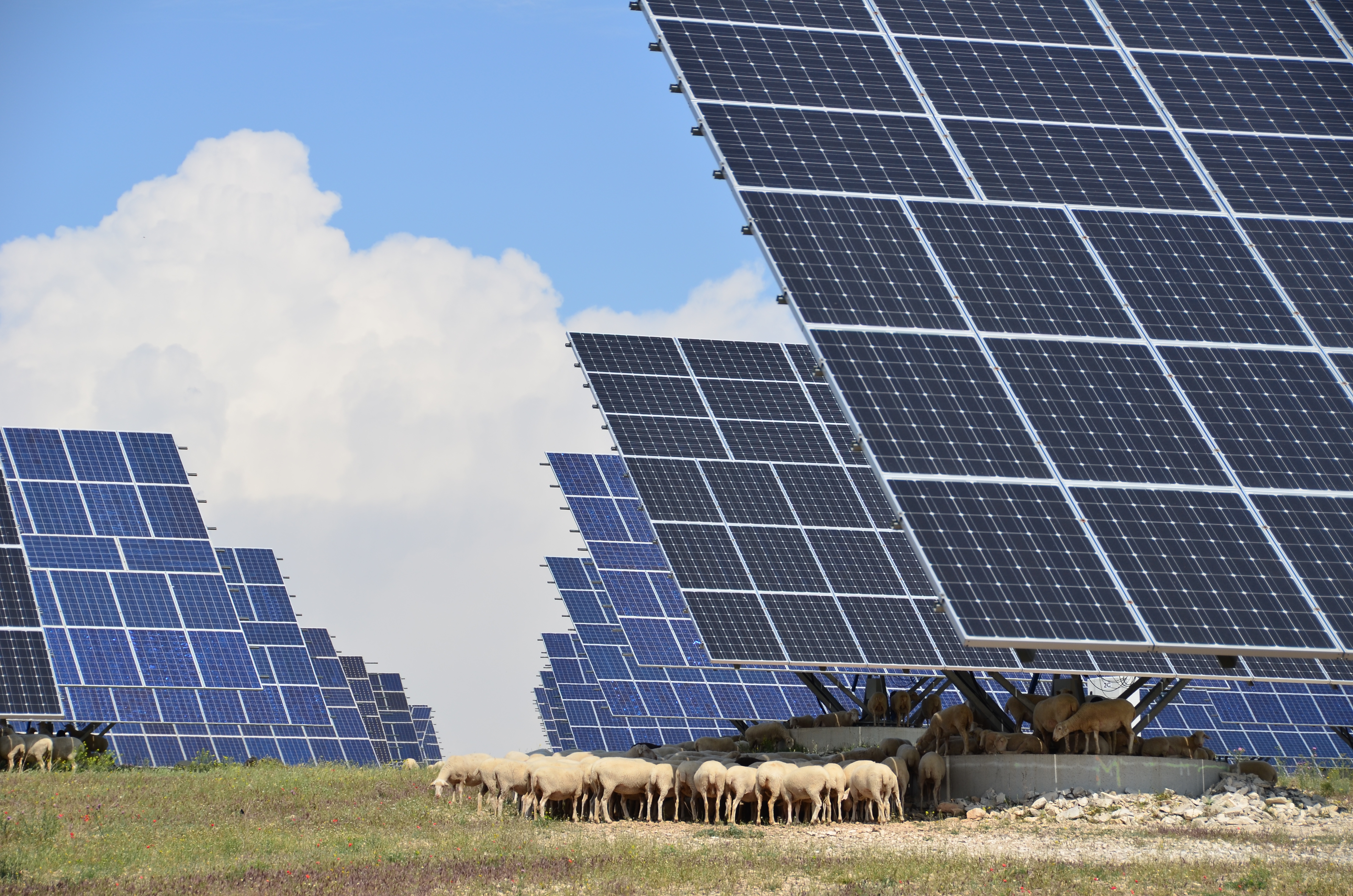 Solar power plant with grazing sheep © Dollarphotoclub