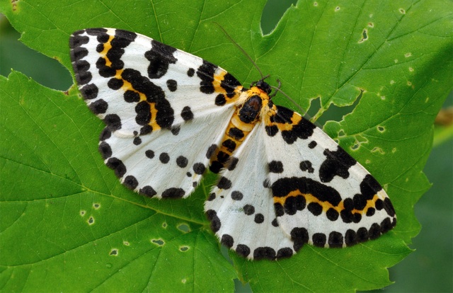 Schmetterling