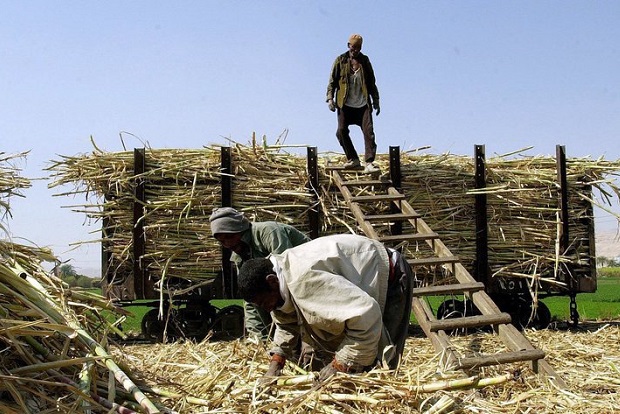 Landarbeiter beladen auf einem Feld in der Umgebung von Luxor mit geernteten Zuckerrohr einen Güterwaggon, der die Ernte zu einer Zuckerfabrik transportiert (Archivfoto von 2003). Europas abgeschotteter Zuckermarkt steht vor radikalen Veränderungen. Die EU-Kommission stellt am Mittwoch (22.06.2005) in Brüssel ihre Reformvorschläge vor. Die garantierten Preise für Zucker sollen deutlich gesenkt werden. Sie liegen derzeit weit über dem Weltmarktpreis. Die EU steht zudem bei der Welthandelsorganisation unter massivem Druck, den Markt zu öffnen. Europas Rübenbauer und die Industrie laufen Sturm gegen die Pläne. Foto: Khaled Desouki dpa +++(c) dpa - Bildfunk+++