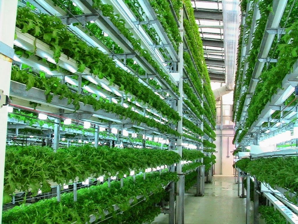 Aeroponic Farms (Image Courtesy www.worldwatch.org)