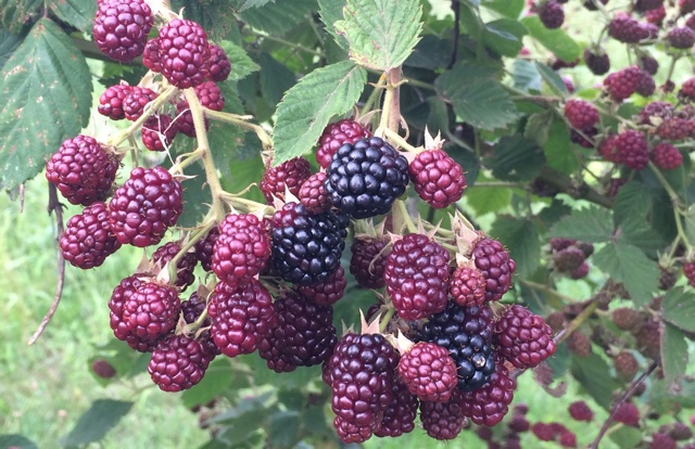 Beeren